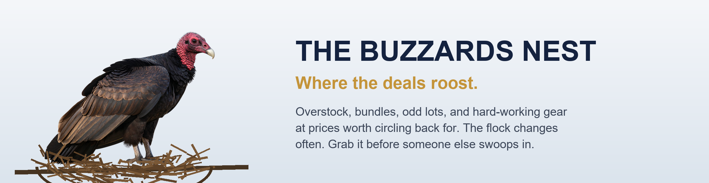 A buzzard perched in its nest. The Buzzards Nest: where the deals roost at King Canopy.